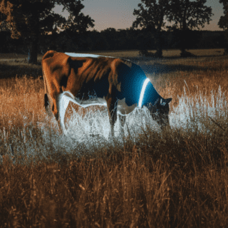 Cow reflective collar.